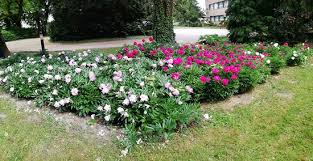 És persze elárasztotta a termet a csodálatos illat. Punkosdi Rozsa Picture Of Sarvar Arboretum Tripadvisor