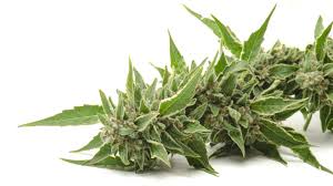 Here you can use some kind of fishing net, or a net that has openings of 1.5 x 1.5 inch (a little smaller or larger will do). The Different Parts Of A Marijuana Cannabis Plant