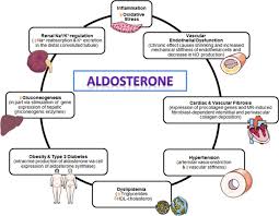 Check spelling or type a new query. Role Of Mineralocorticoid Receptor Antagonists In Cardiovascular Disease Circulation Research