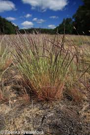 Image result for Aristida canescens