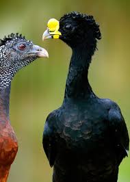 Cartoon Bird With Hair On Head Did You Know That Birds Could Have Curly Feathers The Great Curassow Crax Rubra Is Quite Proud Of His Head Of Hair Lear Weird Birds Birds Animals Beautiful