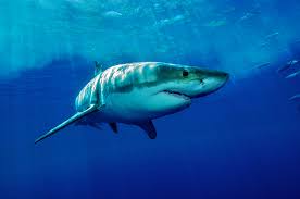 A group of whale watchers at newport beach in california were treated to a shocking sight: Lions And Tigers And Great White Sharks Oh My