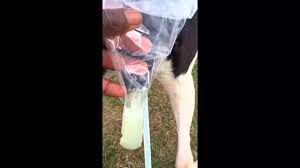 How to artificially inseminate a pig (our first time). Artificial Insemination For Dogs Youtube