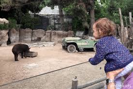 Más de 3.000 animales de sobre 300 especies que puedes conocer a lo largo de sus 16 hectáreas de. Ven A Disfrutar De Un Dia En Buin Zoo Fast Pass Entrekids