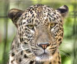 Средне азиатский леопард