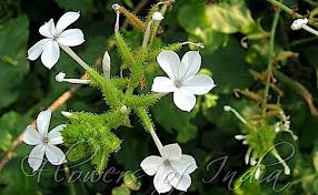 Image result for Vahlia digyna