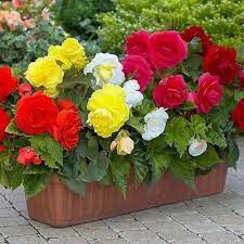 Begonia Double Mix Flower Seeds Begonia Tuberosa Double Mix 50 Seeds Flower Pots Flower Seeds Flowers Perennials