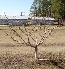 We did not find results for: Training Fruit Trees Triangle Gardener Magazine