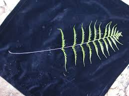 Image result for Aleuritopteris