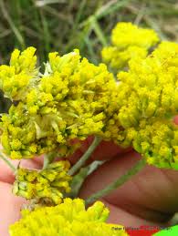 Image result for Helichrysum stenopterum