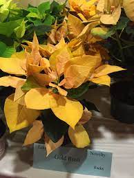 Gold Rush Poinsettia Nancy S Favorite How To Grow A Poinsettia Https Www Houseplant411 Com Housepla Wonderful Flowers Christmas Plants Poinsettia Plant