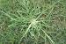Kentucky Bluegrass