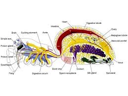 Spider Anatomy Spider Types Of Spiders Spider Identification