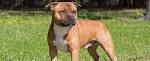 Staffordshire Bull Terrier Puppies for Sale in Florida