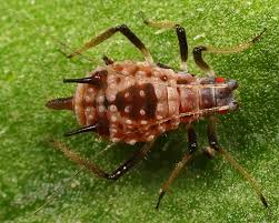 Image result for Macrotyloma ellipticum