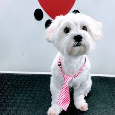 His love for what he does is what made him decide to start. Puppy Love Mobile Dog Grooming Mobile Dog Groomer In Virginia Beach