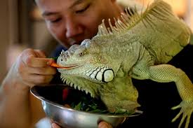 Nearest local wholesale pet products supplier. China Xinhua News On Twitter Do You Want To Become Exotic Animal Lover A 26 Year Old Man In Myanmar Keeps Reptiles As Pets For 5 Years And Prepares To Run His Own