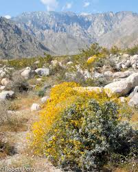 Image result for Embelia multiflora