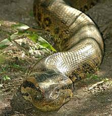Green Anaconda Anaconda Snake Pet Snake Anaconda