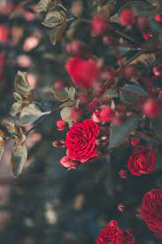 A collection of the top 52 cute rose wallpapers and backgrounds available for download for free. 27 Roses Images Download Free Images On Unsplash