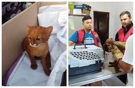 Check spelling or type a new query. Dikira Kucing Lucu Dengan Warna Langka Cowok Ini Ternyata Temukan Anak Puma Hai Online Com Line Today