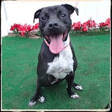 Available Pets At Friends Of Shelter Animals For Cobb In Marietta Georgia Dog Adoption Pets Animal Shelter
