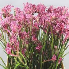 Anigozanthos Mini Pearl Pink Commonly Known As Kangeroo Paw Is A Flower Na Flower Arrangements Simple Table Flower Arrangements Beautiful Flower Arrangements