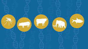 This modification contains the mutation, insertion, or deletion of genes. Most Americans Accept Genetic Engineering Of Animals That Benefits Human Health But Many Oppose Other Uses Pew Research Center
