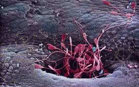 But one thing that never changes is his genius, and his sense of humor. The Idea That Sperm Race To The Egg Is Just Another Macho Myth Aeon Essays