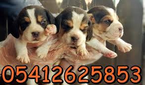 Beagle Ilan Beagle