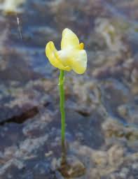 Image result for Utricularia gibba