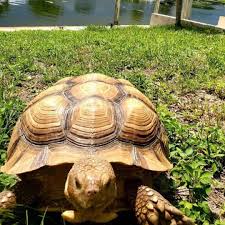 Image result for Grewia sulcata