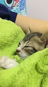 Silvina R Adli Kullanicinin Mulder S Diary Panosundaki Pin Kedi Fotograf