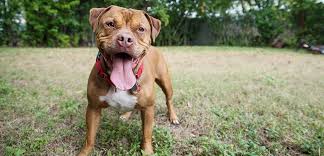 Jul 21, 2011 · adopt pit bull dogs in indiana. No One Wanted To Take Him Home How Juice The Pit Bull Finally Found Love Aspca