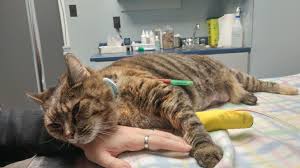 You may even have to go to the er. Cleo Update Feeding Tube Is In Purring Like A Champ Hopefully Coming Home Tomorrow Cats