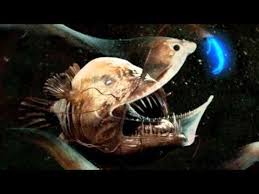 25 Most Terrifying Sea Creatures Shark Week Had Me Immersed In Scary Under Water Creatures What Was God Scary Sea Creatures Sea Creatures Weird Sea Creatures