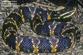 Image result for Agrostis taylorii