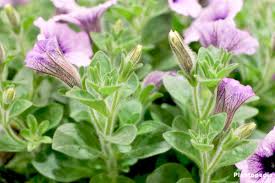 We did not find results for: Petunia Flowers How To Plant Grow And Care From Seeds Plantopedia