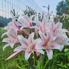 Image result for Crinum walteri