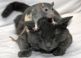 Image result for cat and animals