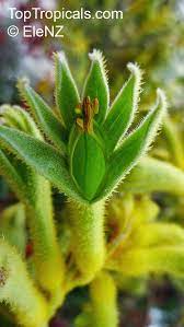 Anigozanthos Unusual Flowers Kangaroo Paw Cactus Plants
