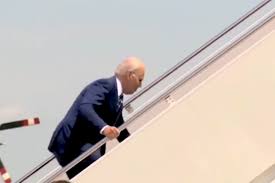 Image result for Bidens steppia