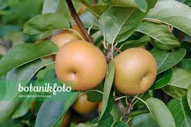 Image result for Pyrus pyrifolia