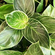 Philodendron Birkin Plants Inside Plants Trees To Plant