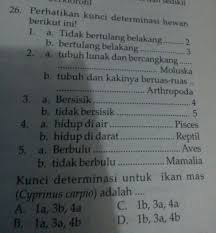 Jagung tidak punya batang : Kunci Determinasi Untuk Serangga Adalah