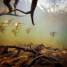 Angelfish Pterophyllum In Their Naturalhabitat Biotope Aquarium Fish Biotope Aquarium Tropical Freshwater Fish
