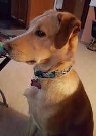 Dogs sale in gurgaon 7503959118 dog for sale in. German Shepherd Labrador Retriever Mix Dog For Adoption Cochrane Ab Nikita