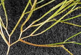 Image result for Stuckenia