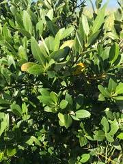 Image result for Pancovia golungensis