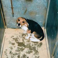 Tested for parasites/dewormed and receive a flea treatment. Dog Rescue Fom The Animal Shelter Rescue Dogs Org Uk